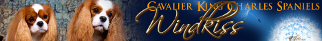 Windkiss Cavalier King Charles Spaniels