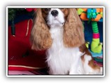 louie2