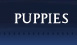 Puppies